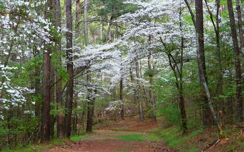Wooded trail at Bowie Nature Park